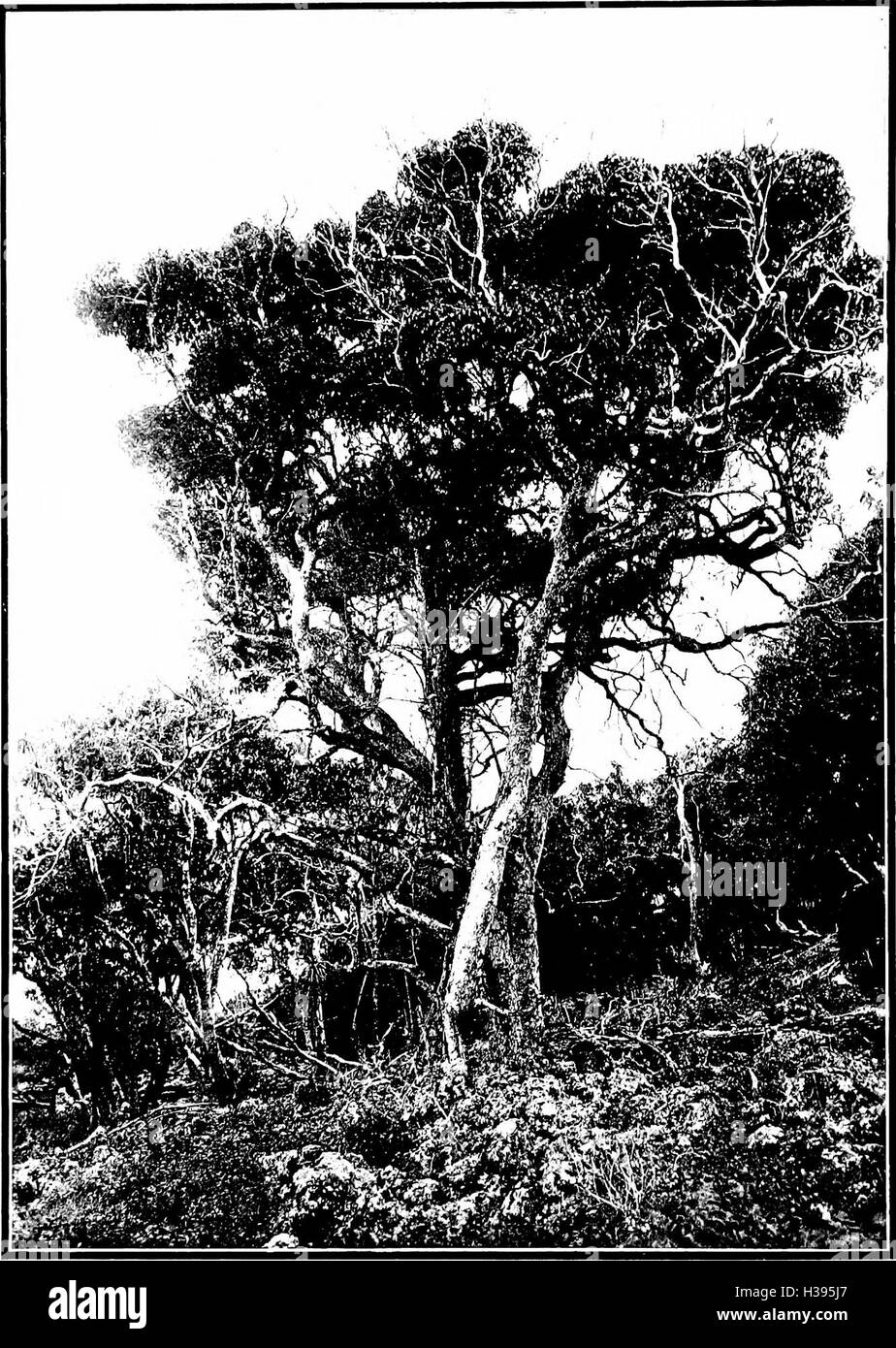 The indigenous trees of the Hawaiian Islands (1913) (2053809 Stock