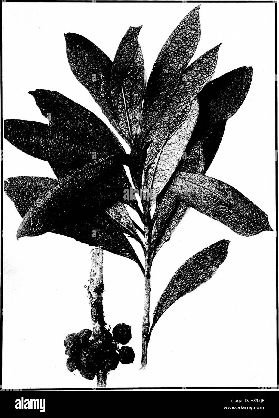 The indigenous trees of the Hawaiian Islands (1913) (2053918 Stock