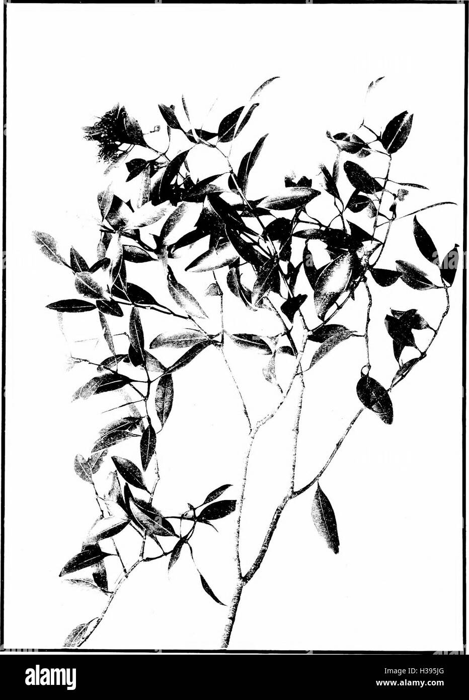 The indigenous trees of the Hawaiian Islands (1913) (2053927 Stock