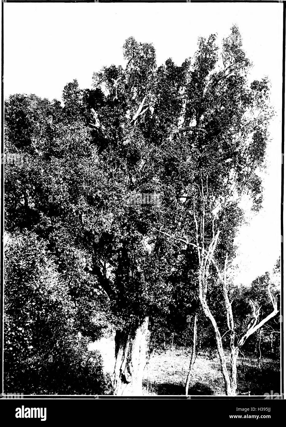 The indigenous trees of the Hawaiian Islands (1913) (2053932 Stock