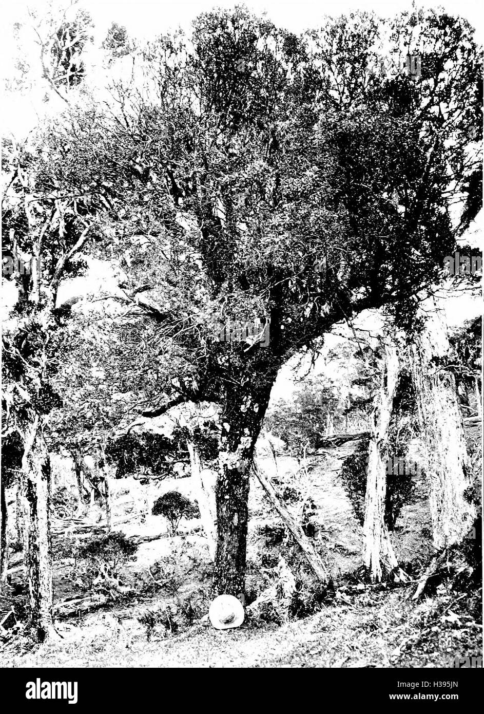 The indigenous trees of the Hawaiian Islands (1913) (2053939 Stock