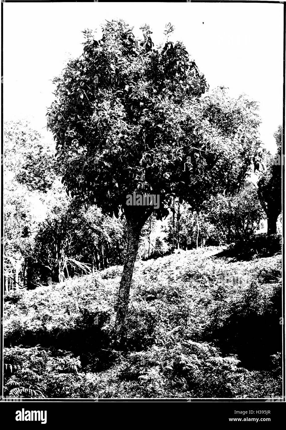 The indigenous trees of the Hawaiian Islands (1913) (2069967 Stock