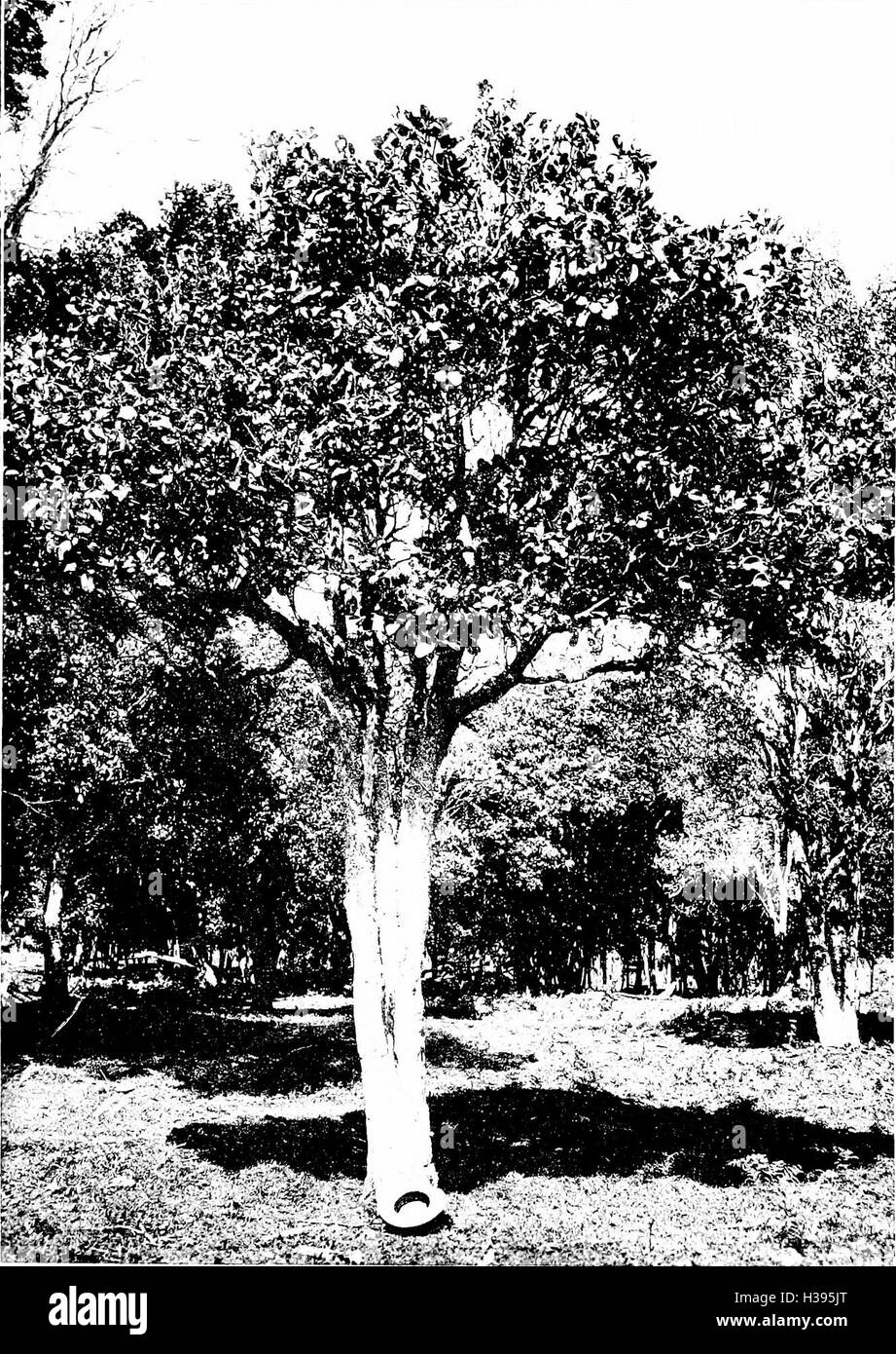 The indigenous trees of the Hawaiian Islands (1913) (2069986 Stock