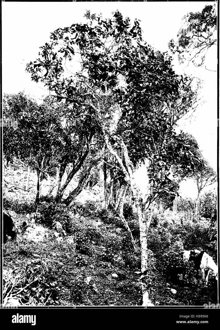 The indigenous trees of the Hawaiian Islands (1913) (2072598 Stock