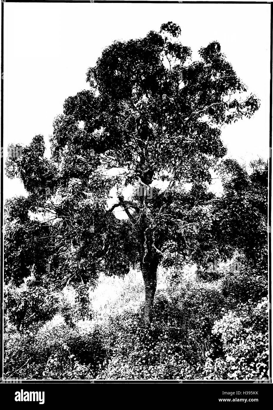 The indigenous trees of the Hawaiian Islands (1913) (2073290 Stock