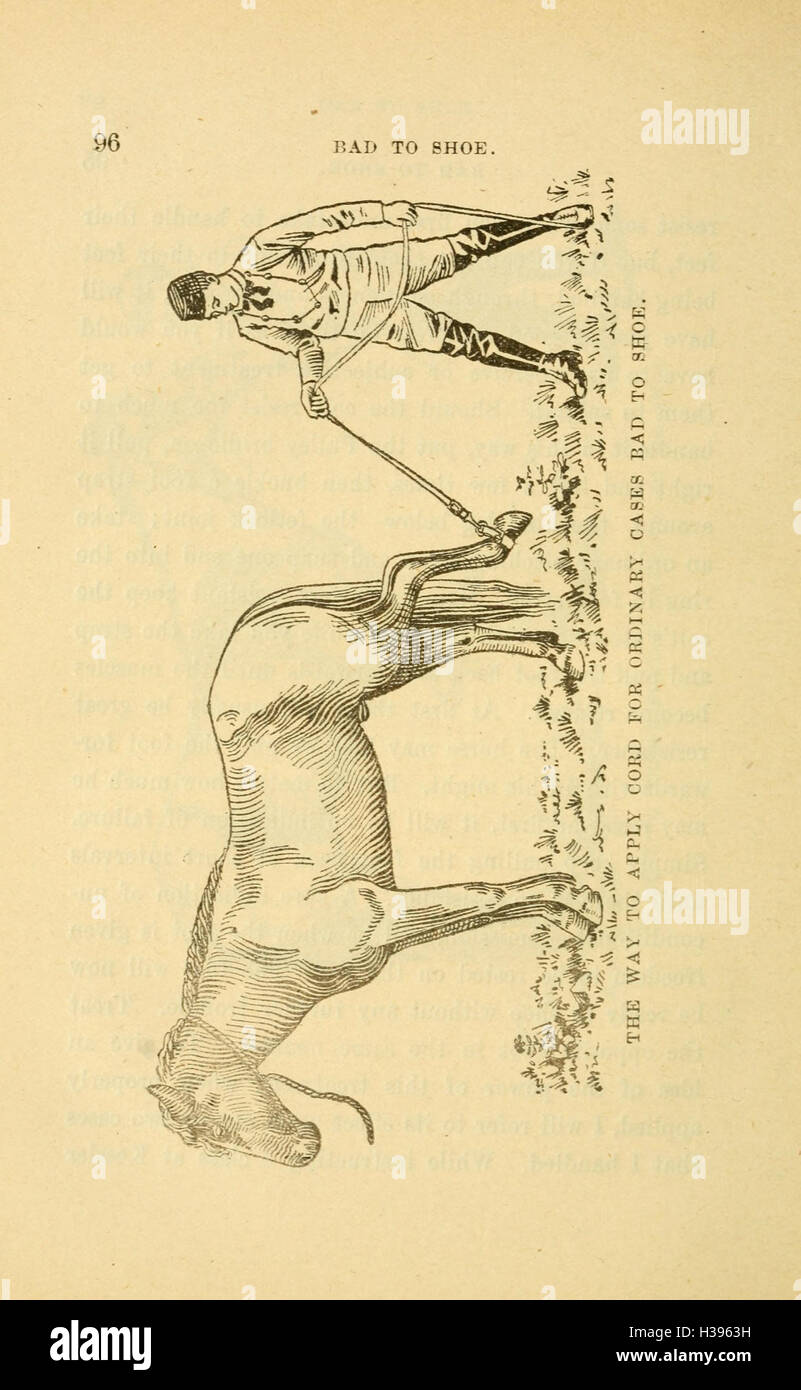 A practical system of colt training (Page 96) BHL203 Stock Photo