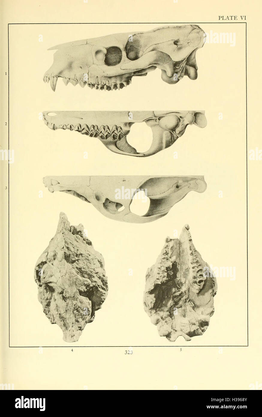 The Merycoidodontidae, an extinct group of ruminant mammals (Page 323) BHL107 Stock Photo