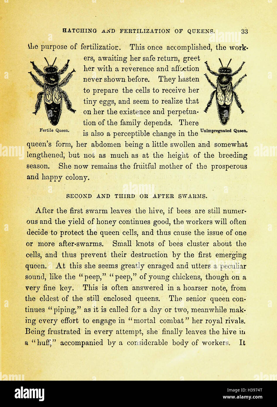 This textbook provides essential information for novice beekeepers, covering the basics of beekeeping, hive management, and bee care. It offers step-by-step instructions for beginners looking to establish and maintain healthy beehives. Stock Photo