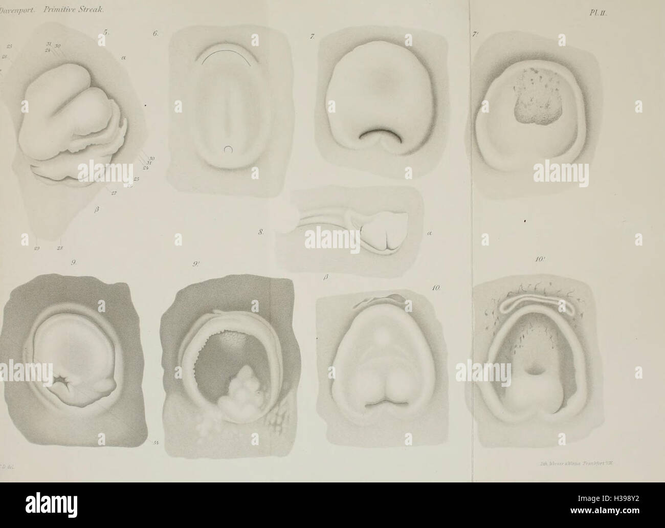 Early developmental forms hi-res stock photography and images - Alamy