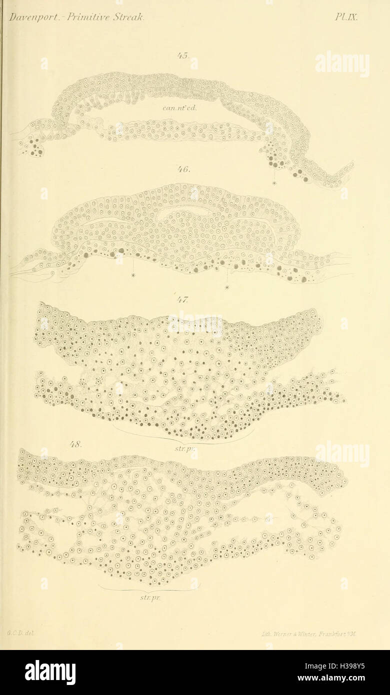 This work explores the early developmental stages in Chelonia (turtles ...