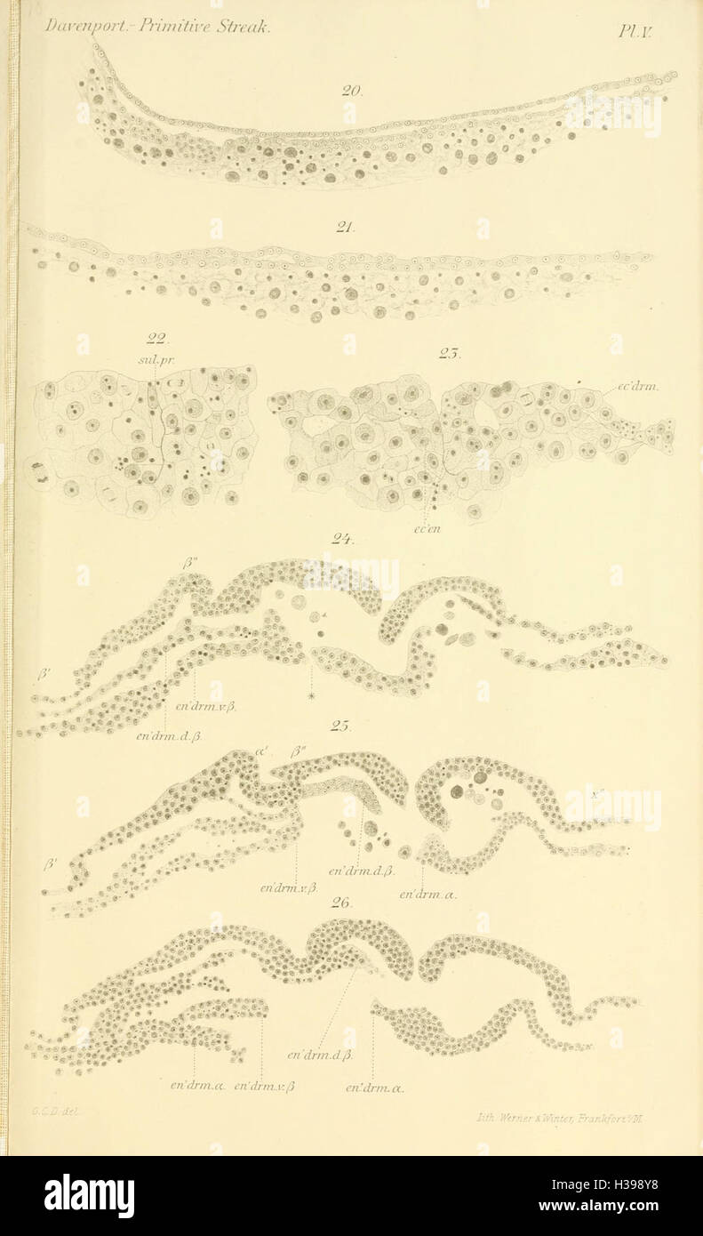 Study on embryonic development hi-res stock photography and images - Alamy