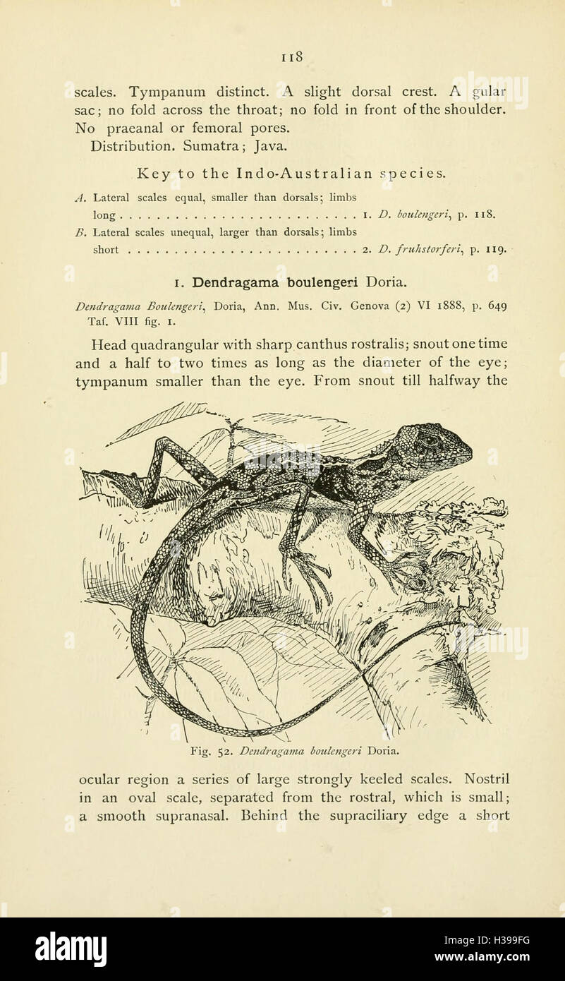 The reptiles of the Indo-Australian archipelago (Page 118) BHL45 Stock Photo