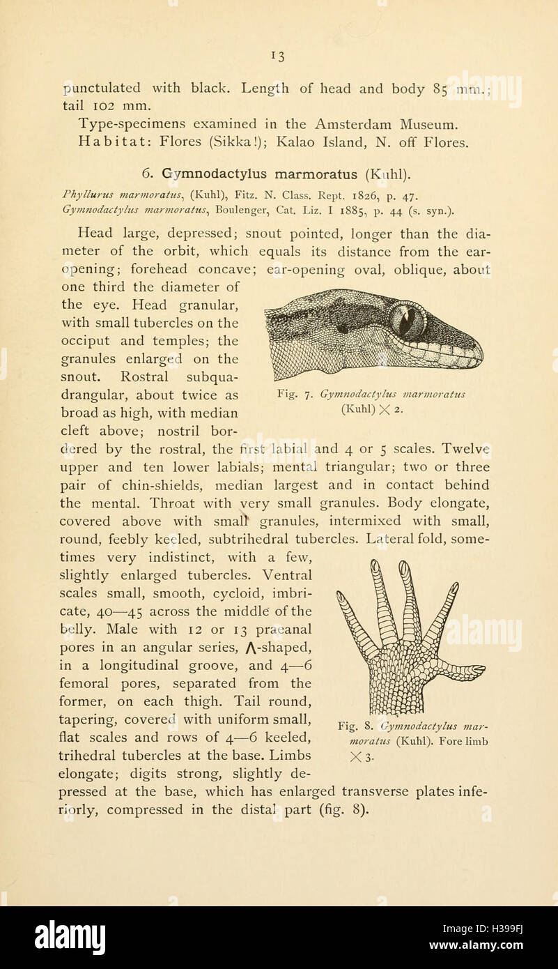 The reptiles of the Indo-Australian archipelago (Page 13) BHL45 Stock Photo