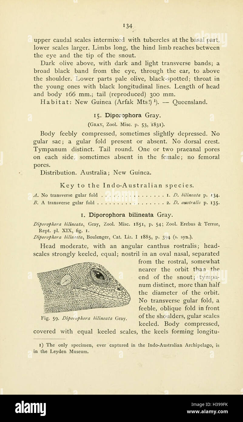 The reptiles of the Indo-Australian archipelago (Page 134) BHL45 Stock Photo