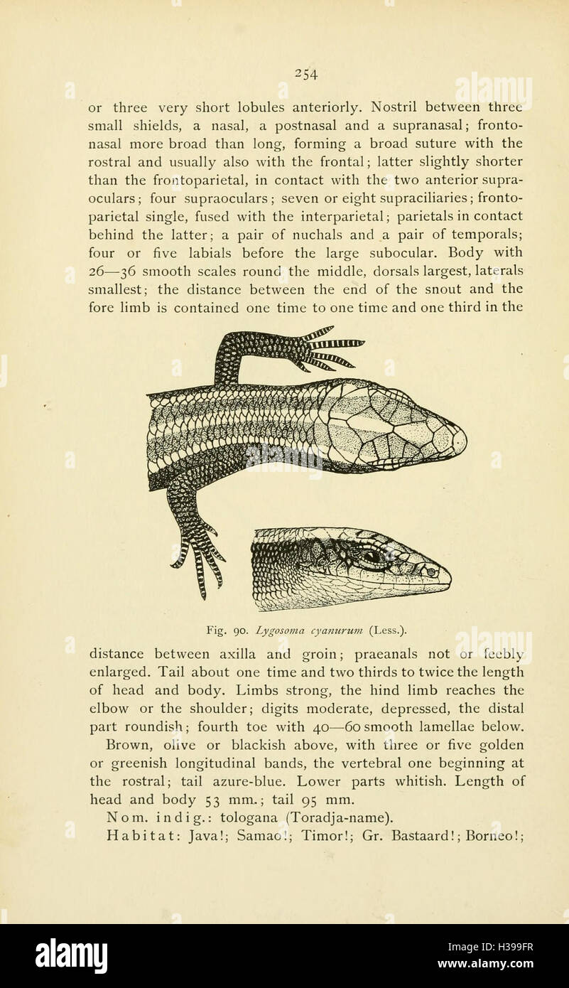 The reptiles of the Indo-Australian archipelago (Page 254) BHL45 Stock Photo