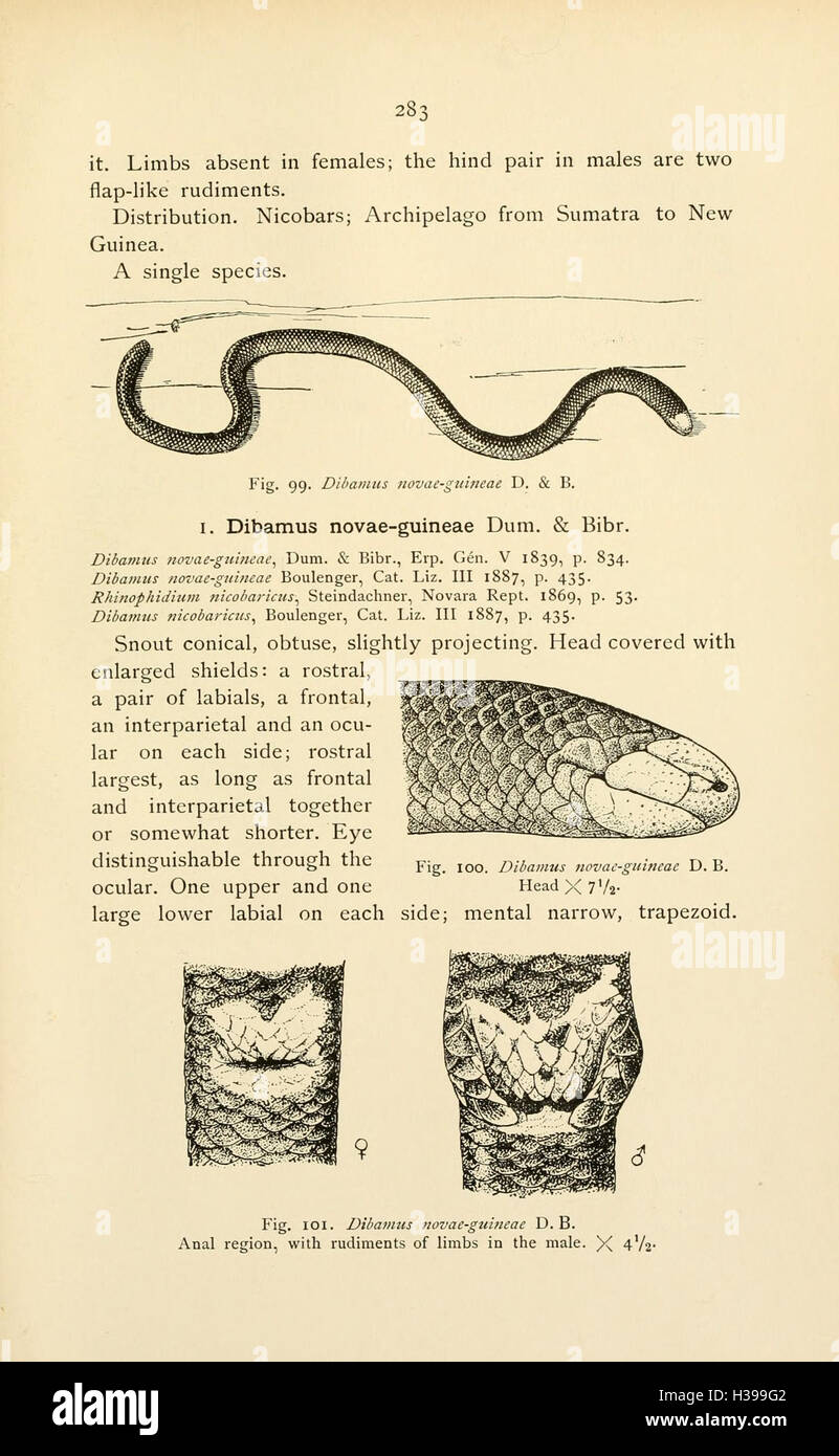 The reptiles of the Indo-Australian archipelago (Page 283) BHL45 Stock Photo