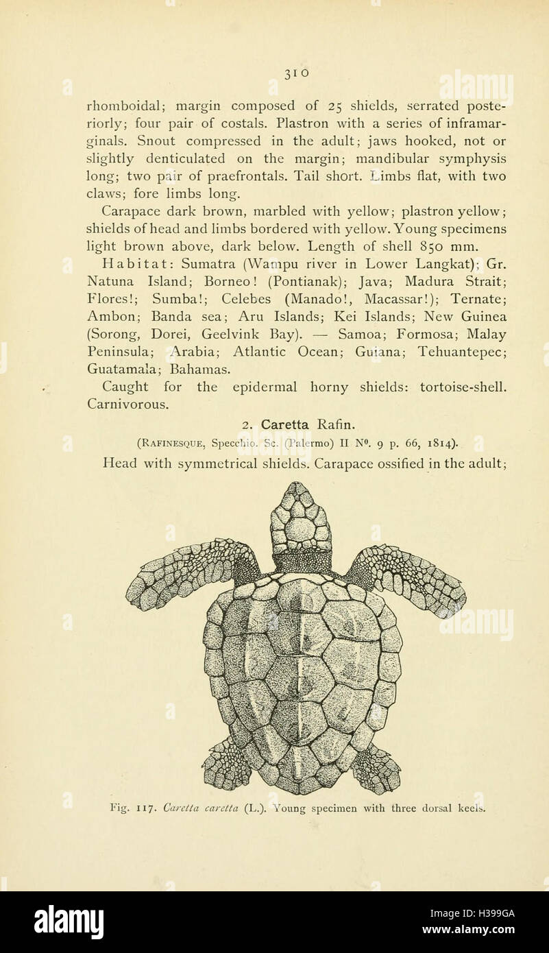 The reptiles of the Indo-Australian archipelago (Page 310) BHL45 Stock Photo