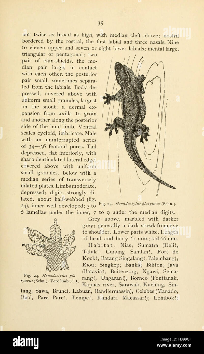 The reptiles of the Indo-Australian archipelago (Page 35) BHL45 Stock Photo