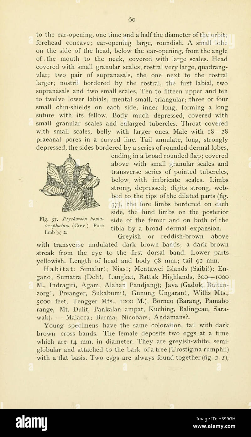 The reptiles of the Indo-Australian archipelago (Page 60) BHL45 Stock Photo