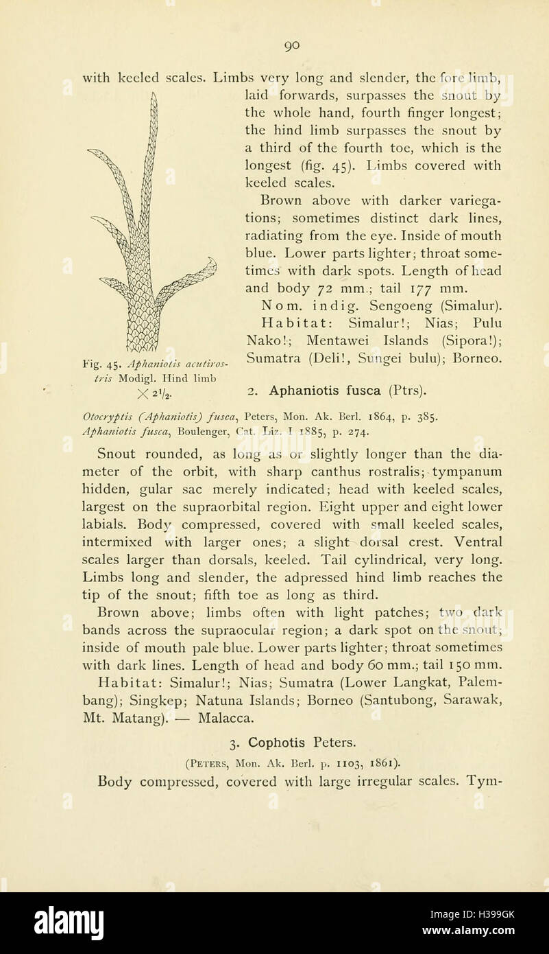 The reptiles of the Indo-Australian archipelago (Page 90) BHL45 Stock Photo