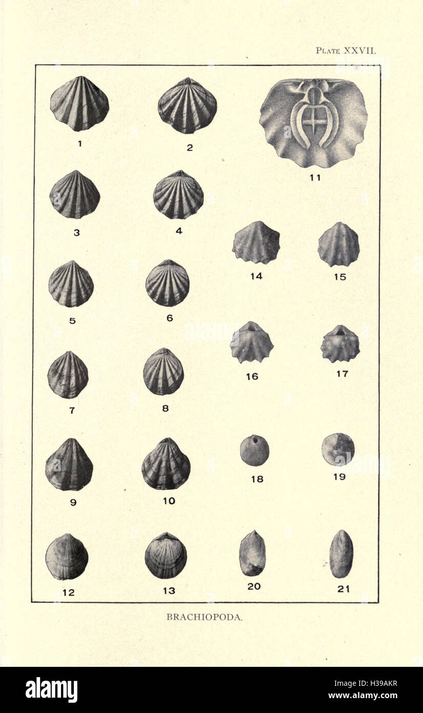 Fossil Depth This report provides an in-depth analysis of the Cretaceous period in ...