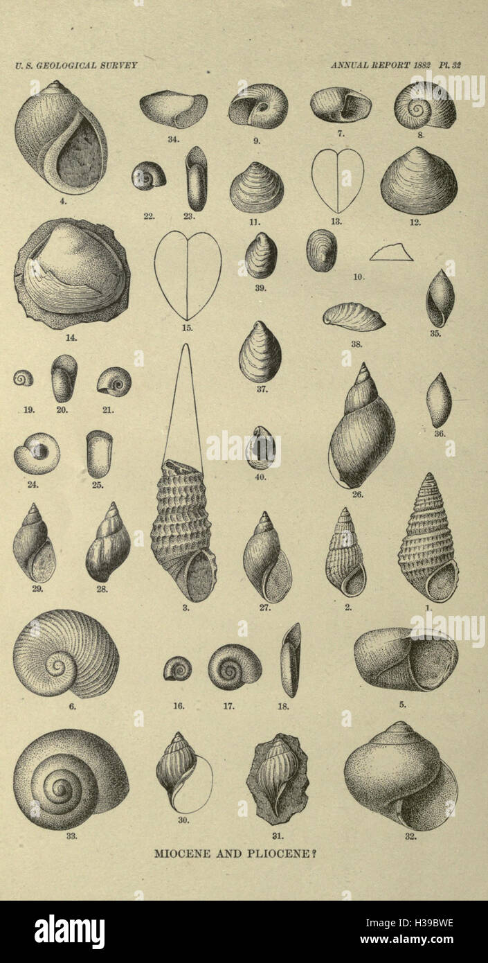 A review of the nonmarine fossil Mollusca of North America BHL194
