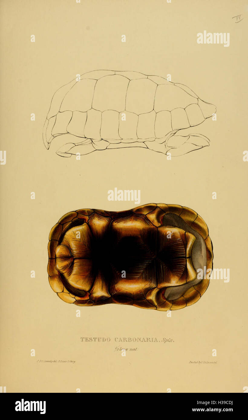 Tortoise Features This plate illustrates the various species of tortoises, terrapins, and ...