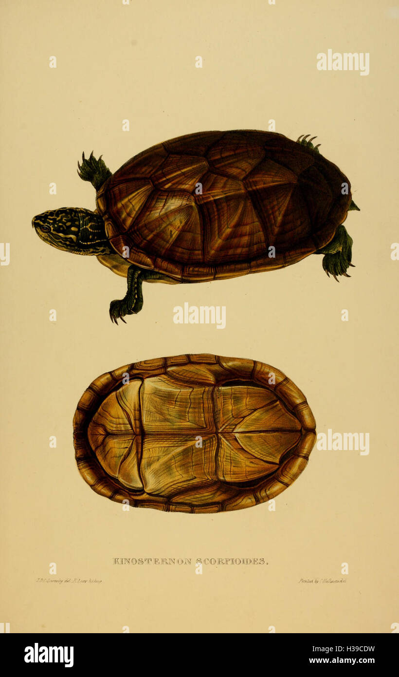 Tortoise Features This work covers the classification and characteristics of tortoises ...
