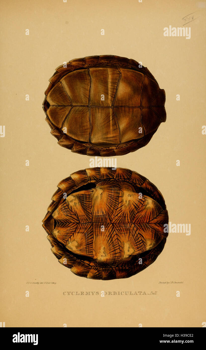 Tortoise Features This page offers detailed depictions of tortoises, terrapins, and ...
