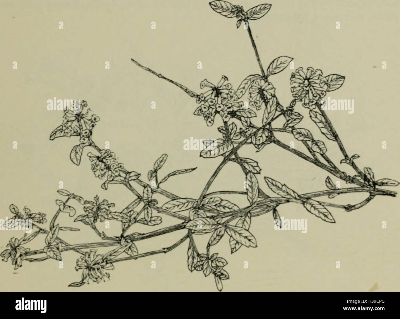 Trees and shrubs, hardy in the British isles (1914) (1459482 Stock