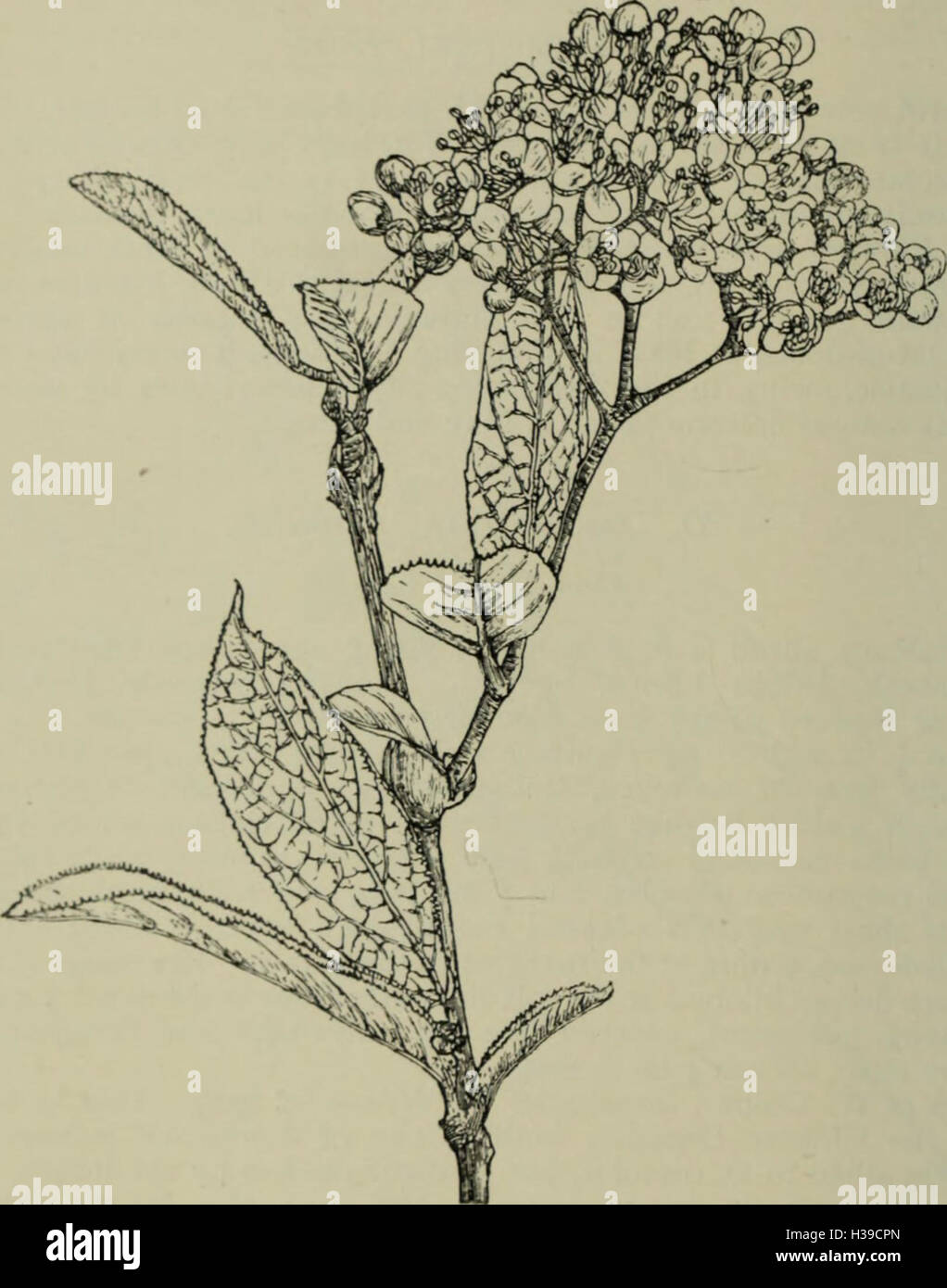 Trees and shrubs, hardy in the British isles (1914) (1459495 Stock