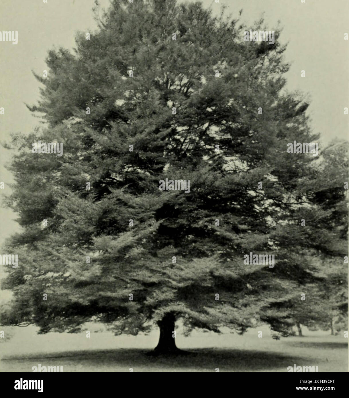 Trees and shrubs, hardy in the British isles (1914) (1459500 Stock