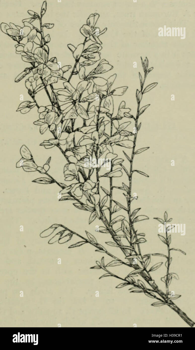 Trees and shrubs, hardy in the British isles (1914) (1477918 Stock