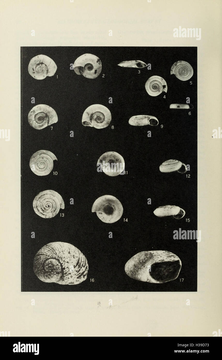 Types of late Cenozoic gastropods in the Frank Collins Baker Collection, Illinois State Geological Survey BHL404 Stock Photo