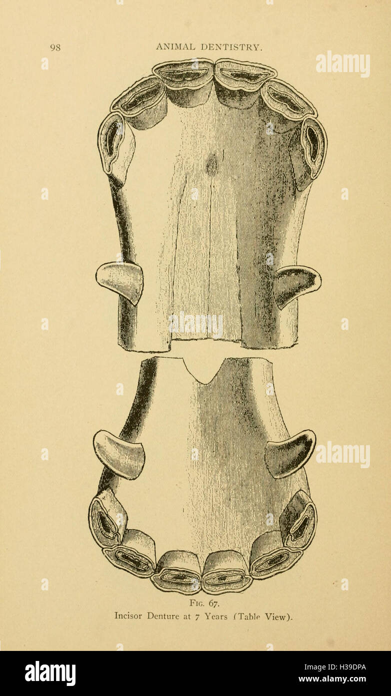 This text offers a detailed guide to veterinary surgery, covering ...