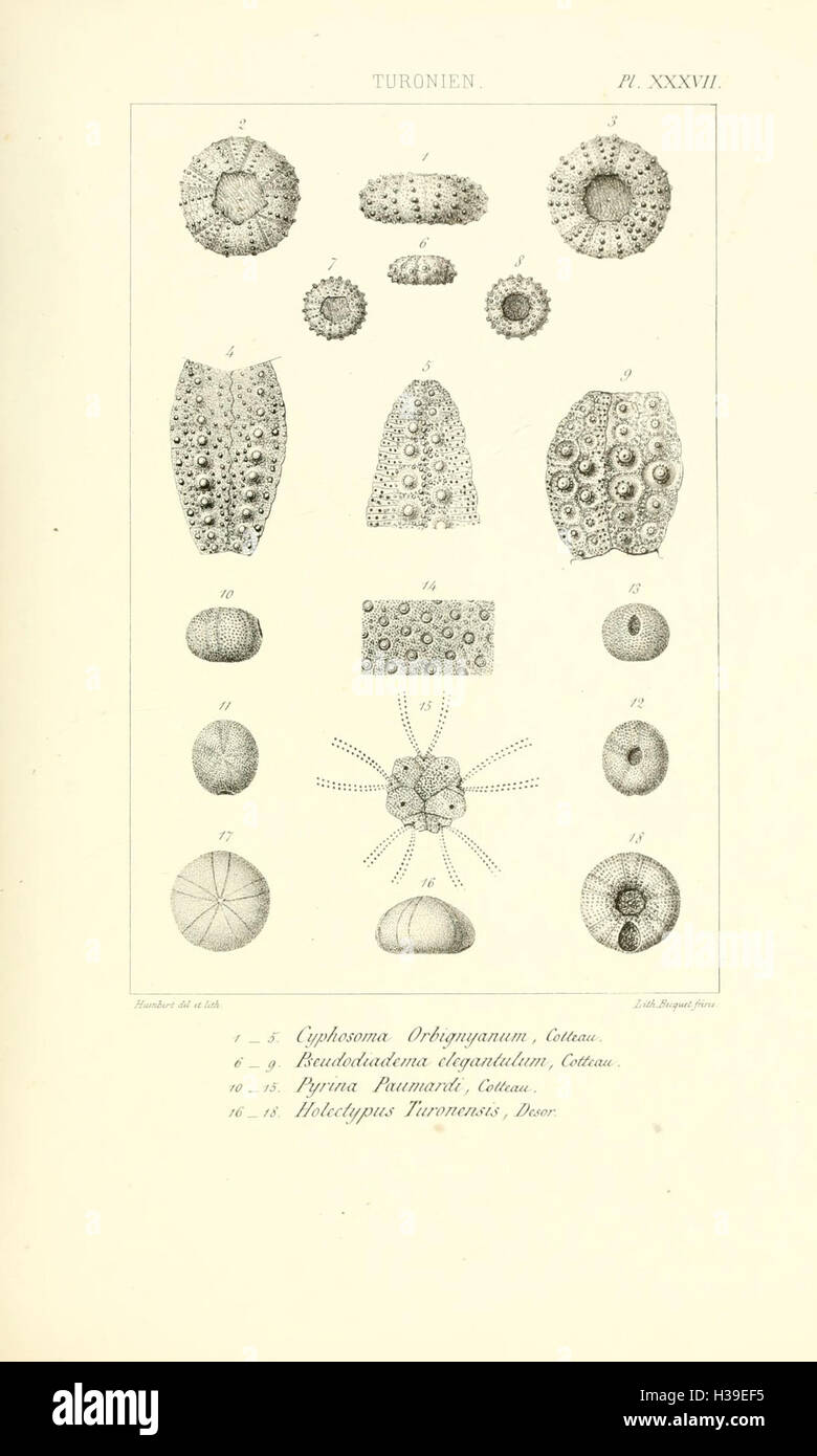 Échinides du département de la Sarthe considérés au point de vue zoologique et stratigraphique (Plate XXXVII) BHL106 Stock Photo