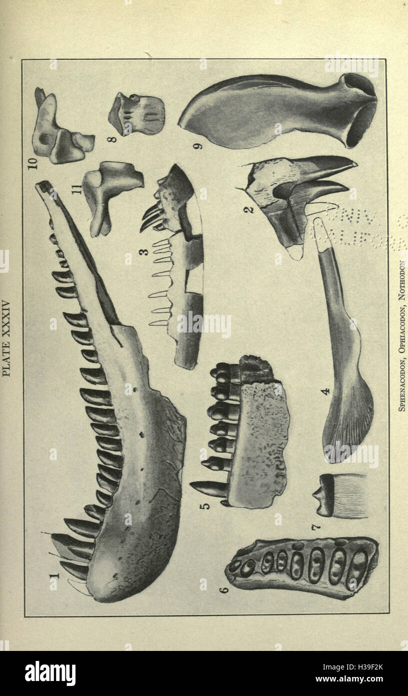 This study focuses on vertebrate fossils from the Permian period in ...