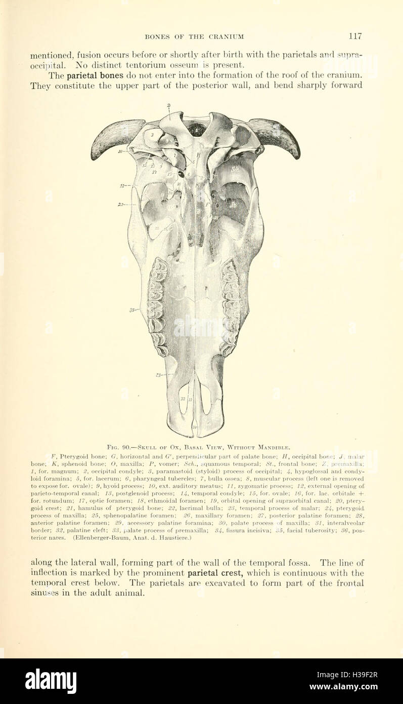 Veterinary Structure An educational text on veterinary anatomy, focusing on the structure ...