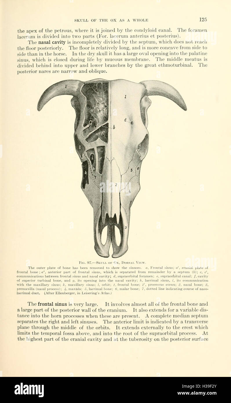 A text-book of veterinary anatomy (Page 125) BHL185 Stock Photo - Alamy