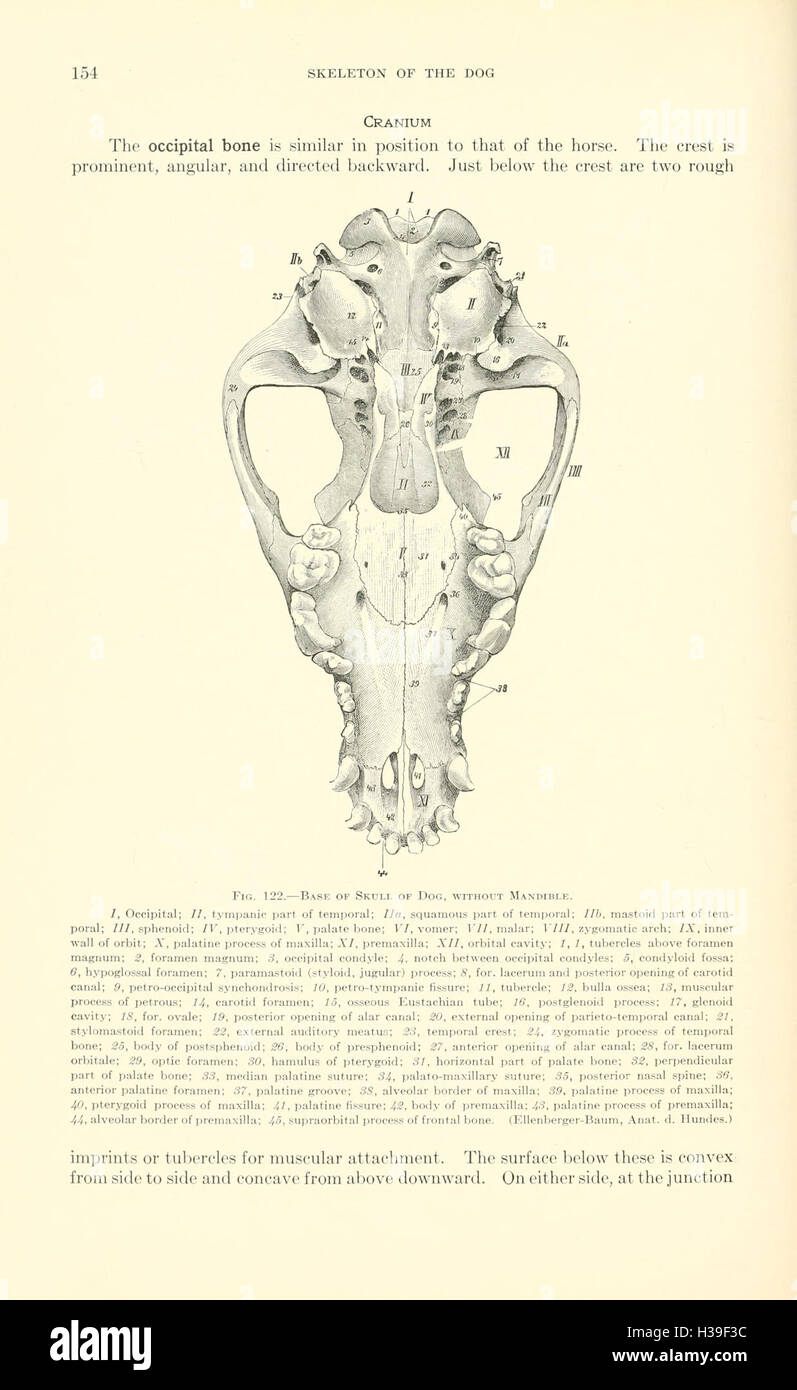 This textbook offers an in-depth look at the anatomy of animals, with a ...