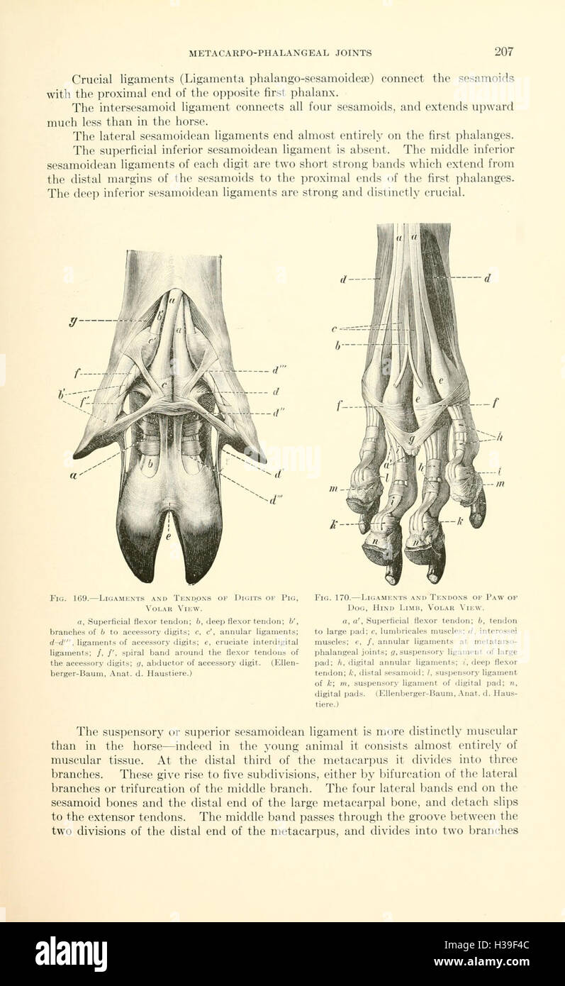 Veterinary Structure Comprehensive guide on anatomy hi-res stock photography and images - Alamy