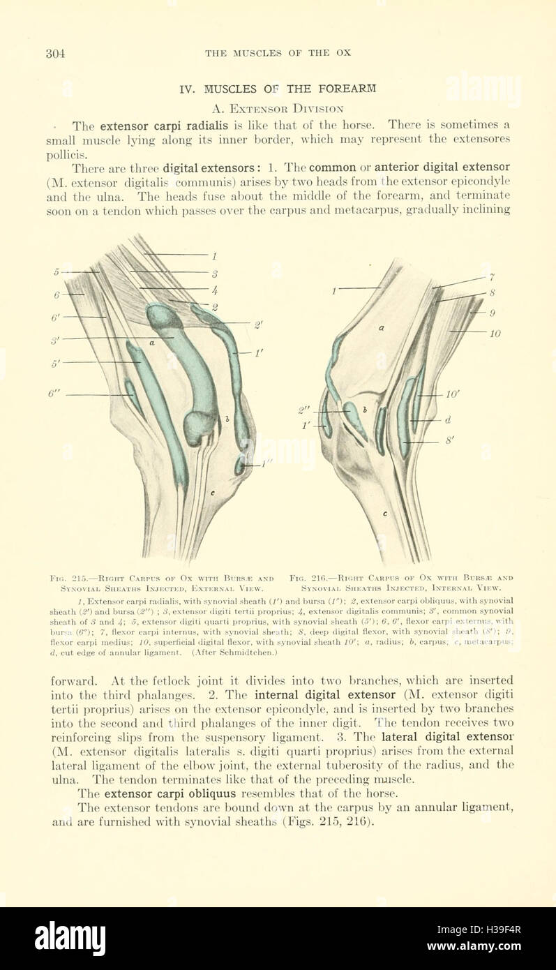 Veterinary Structure This textbook provides detailed information on the anatomy of various ...