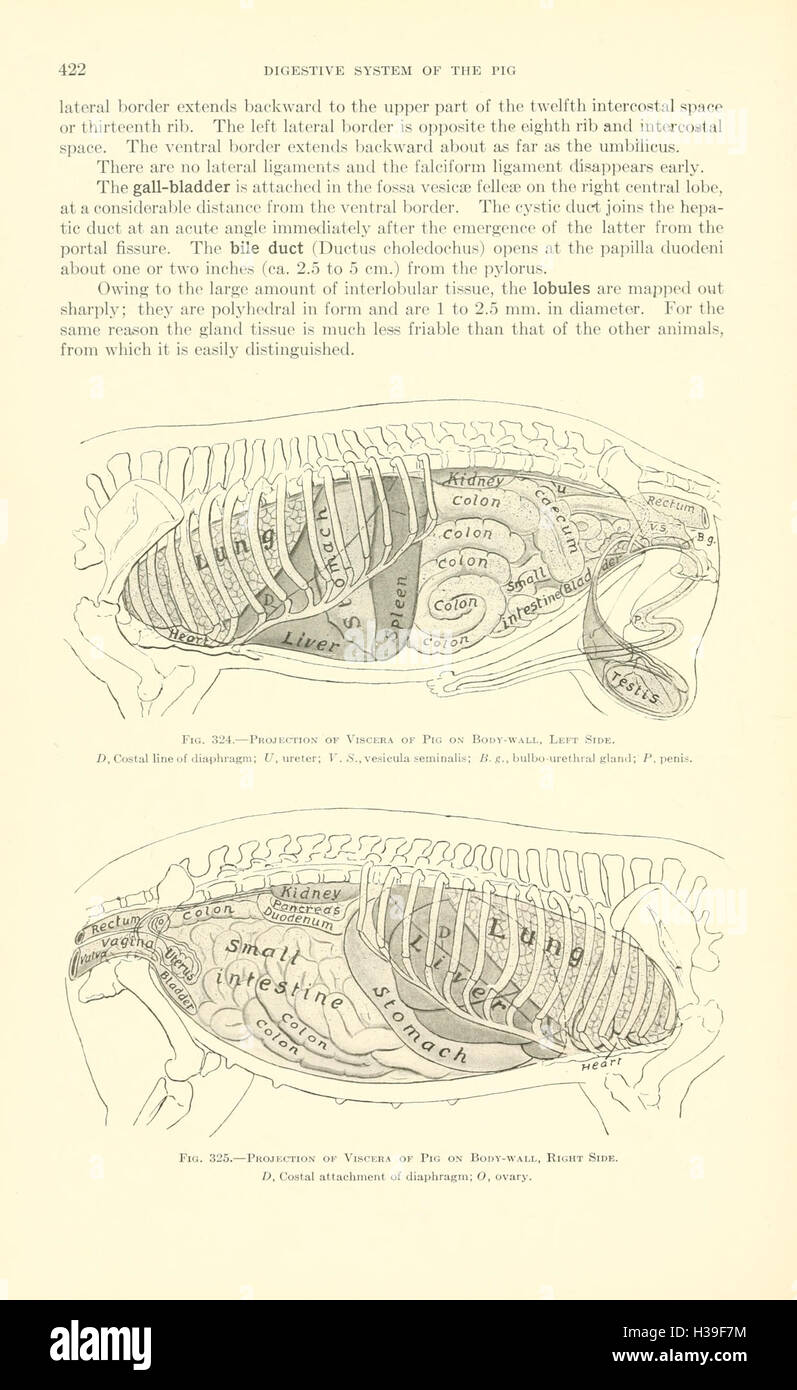 This textbook covers the anatomy of animals in veterinary science ...