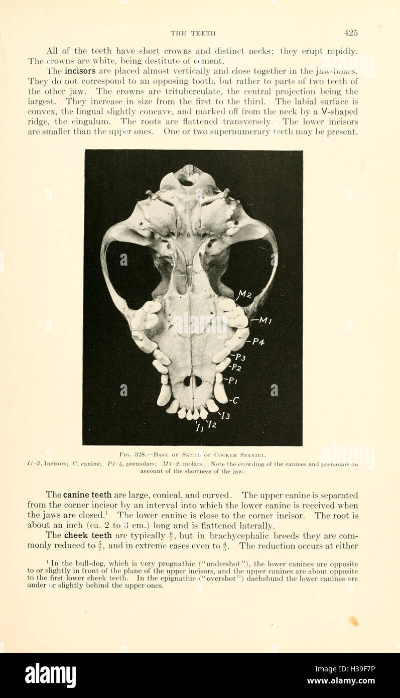 Veterinary Structure This textbook provides an in-depth study of veterinary anatomy ...