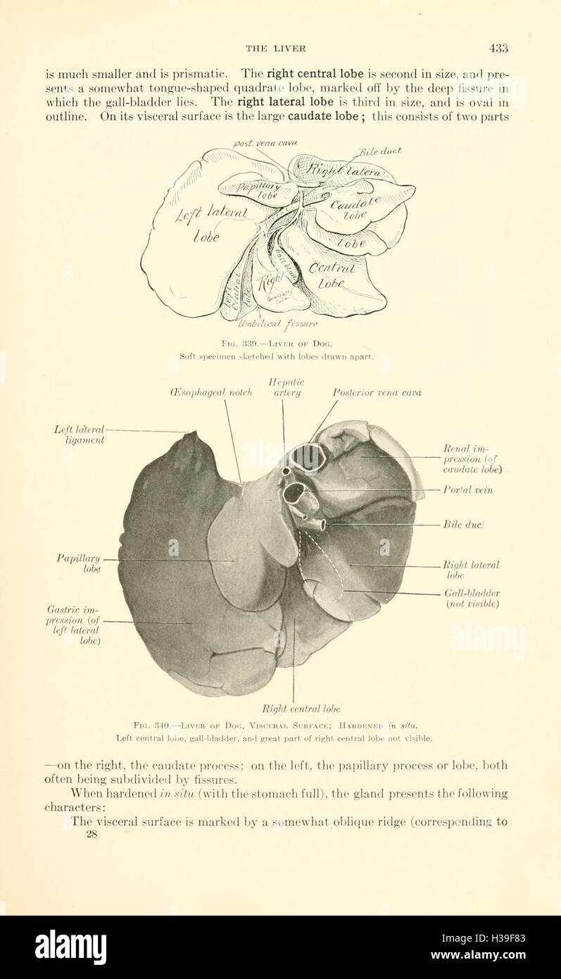 This comprehensive textbook covers the anatomy of various animals ...