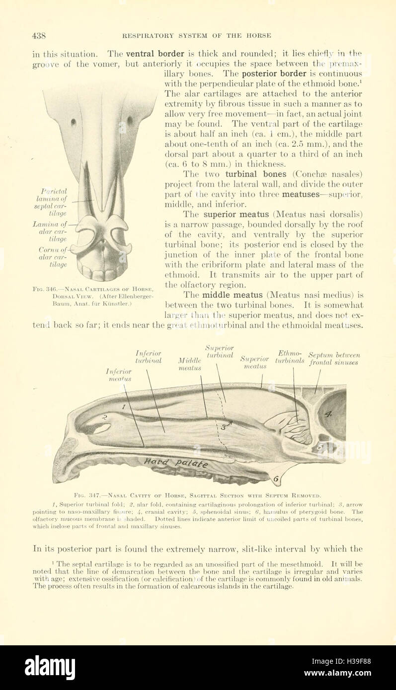 Veterinary Structure A comprehensive textbook on veterinary anatomy, focusing on the ...
