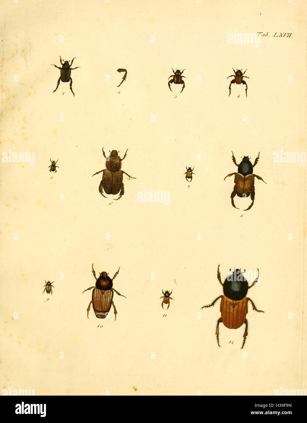 Karl Jordan Insect Focus on taxonomic classification hi-res stock photography and images ...