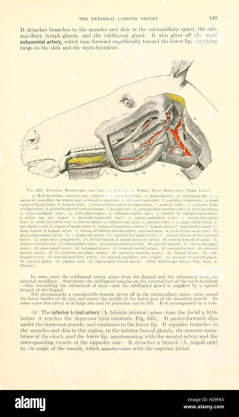 A textbook of veterinary anatomy (Page 549) BHL185 Stock Photo Alamy