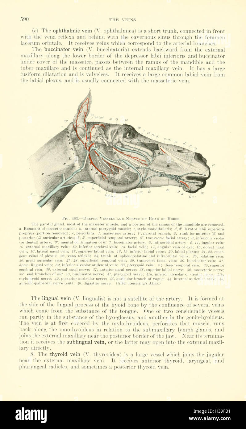 Veterinary Structure This textbook provides a detailed study of veterinary anatomy, offering ...