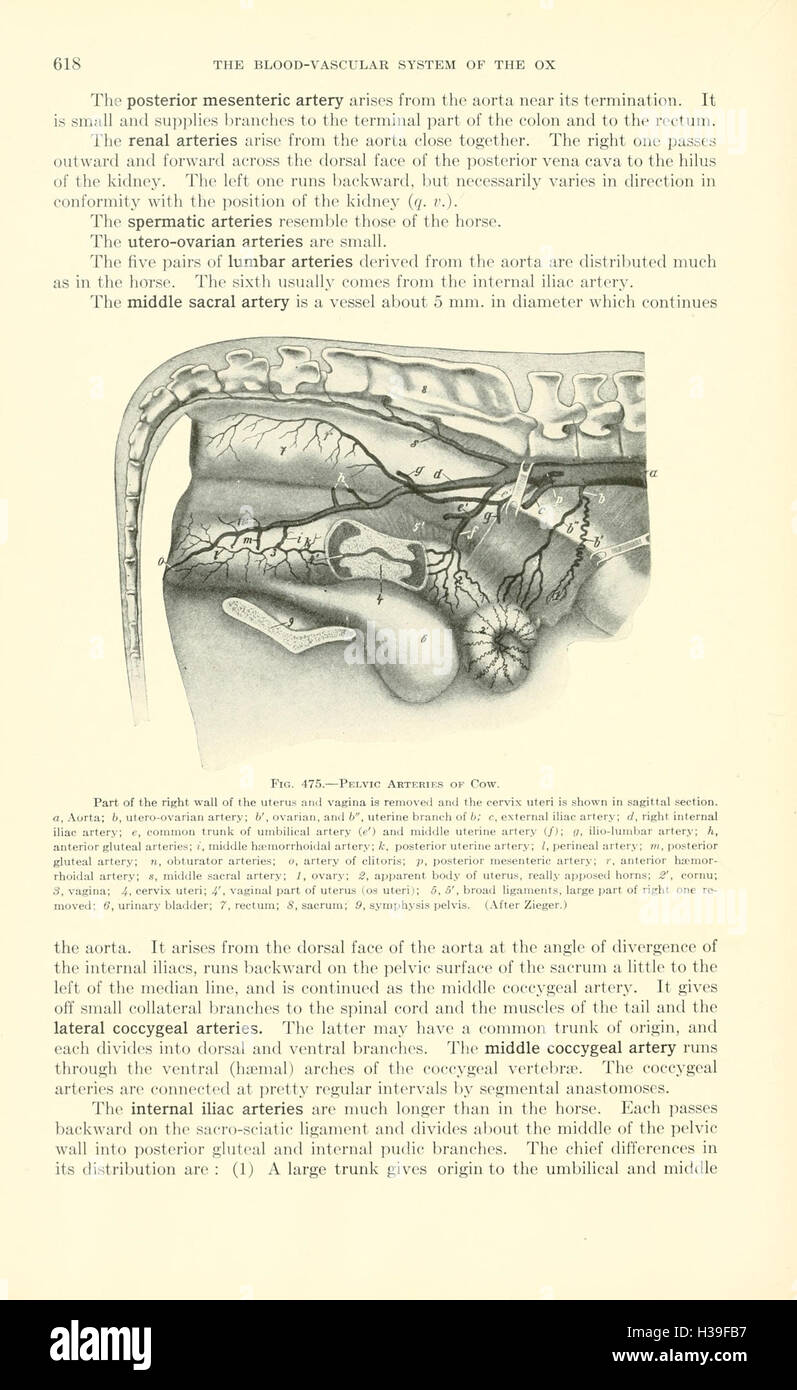 A textbook of veterinary anatomy (Page 618) BHL185 Stock Photo Alamy
